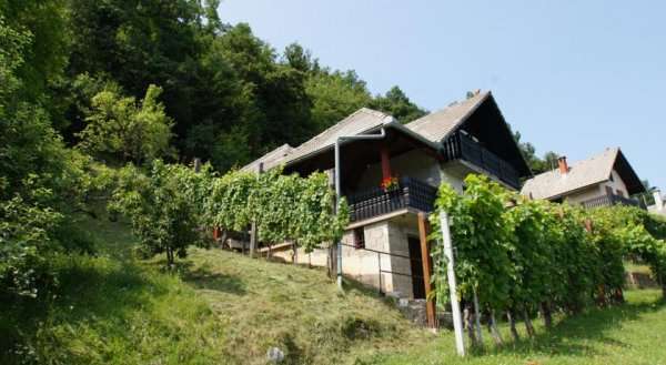 Vineyard Cottage Zajc