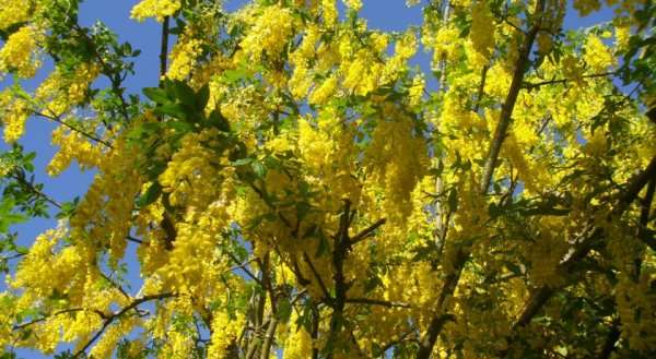 Laburnum B&B
