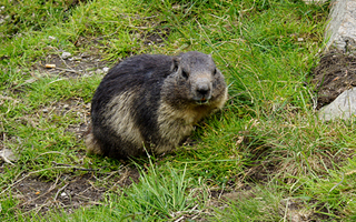 Wildpark Feldkirch